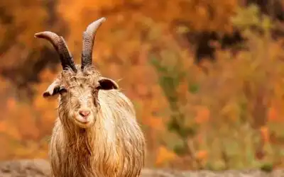 3 Jenis Hewan Qurban yang Di Perbolehkan