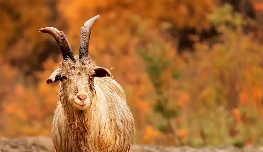 3 Jenis Hewan Qurban yang Di Perbolehkan