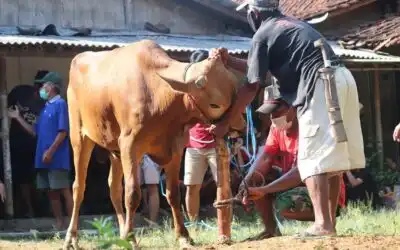 Contoh Susunan Panitia Qurban Idul Adha